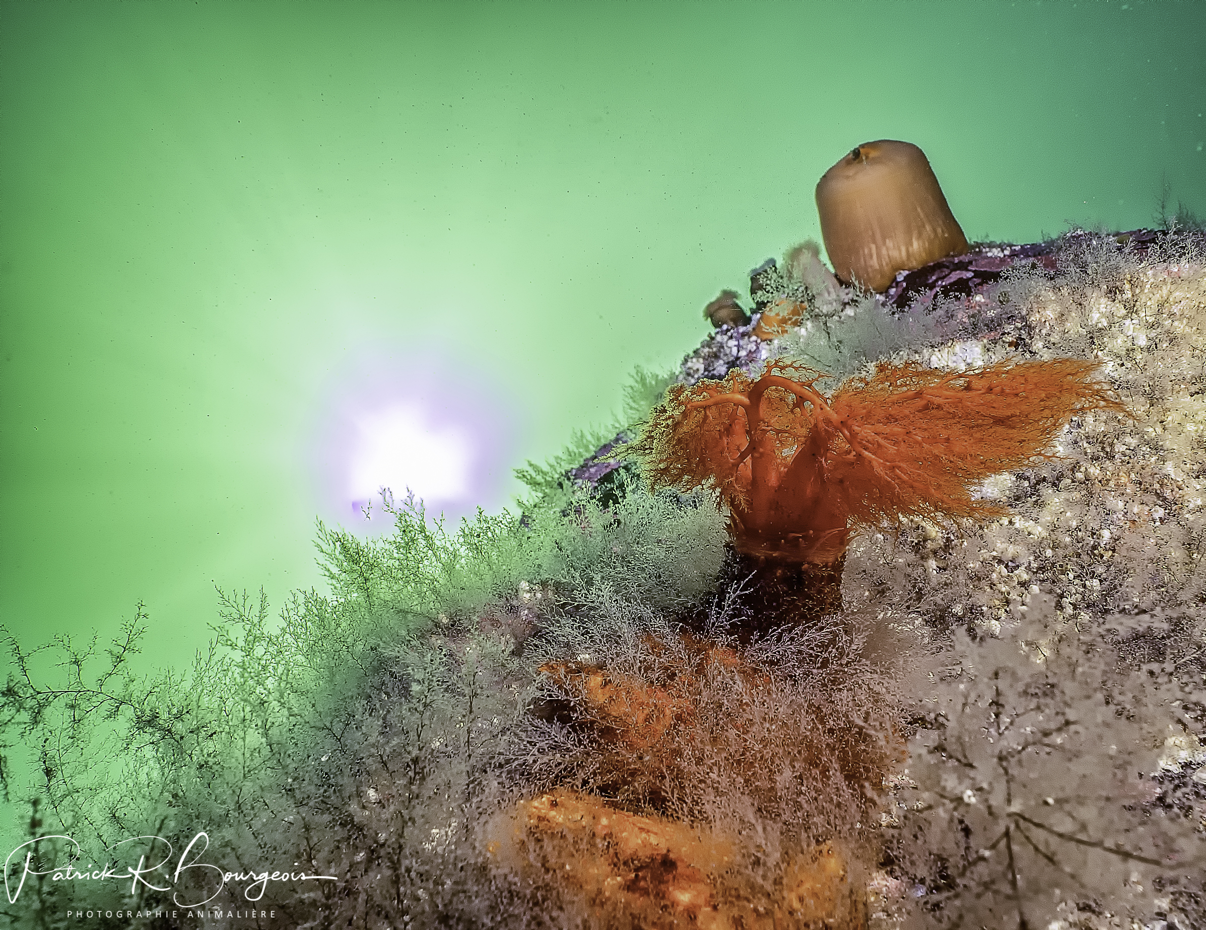 psolus écarlate (1 sur 1)