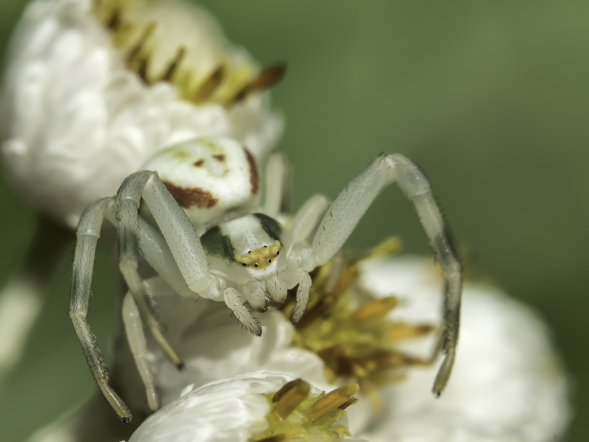 araignée crabe (1 sur 1)
