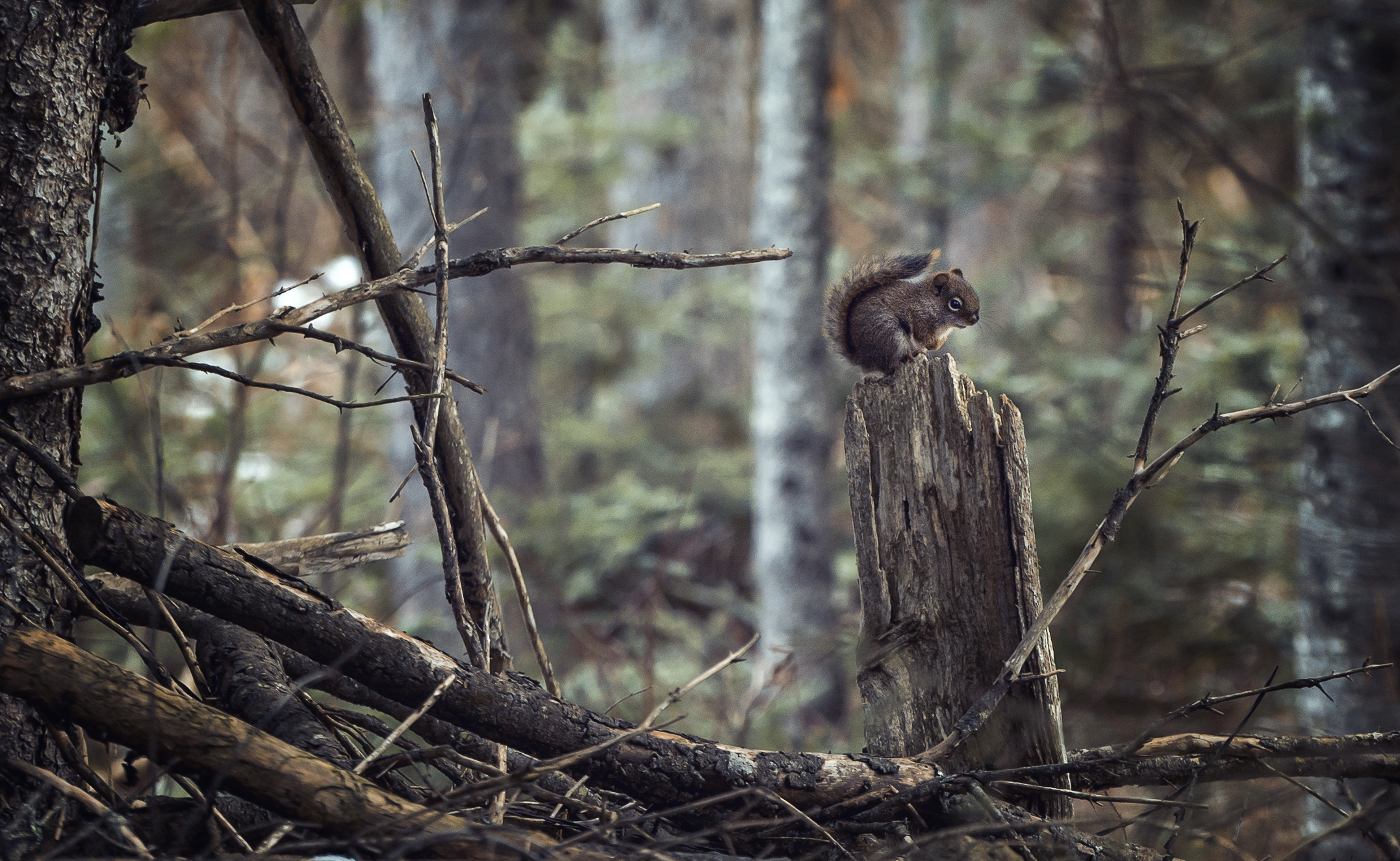 écureuil souche3 (1 sur 1)