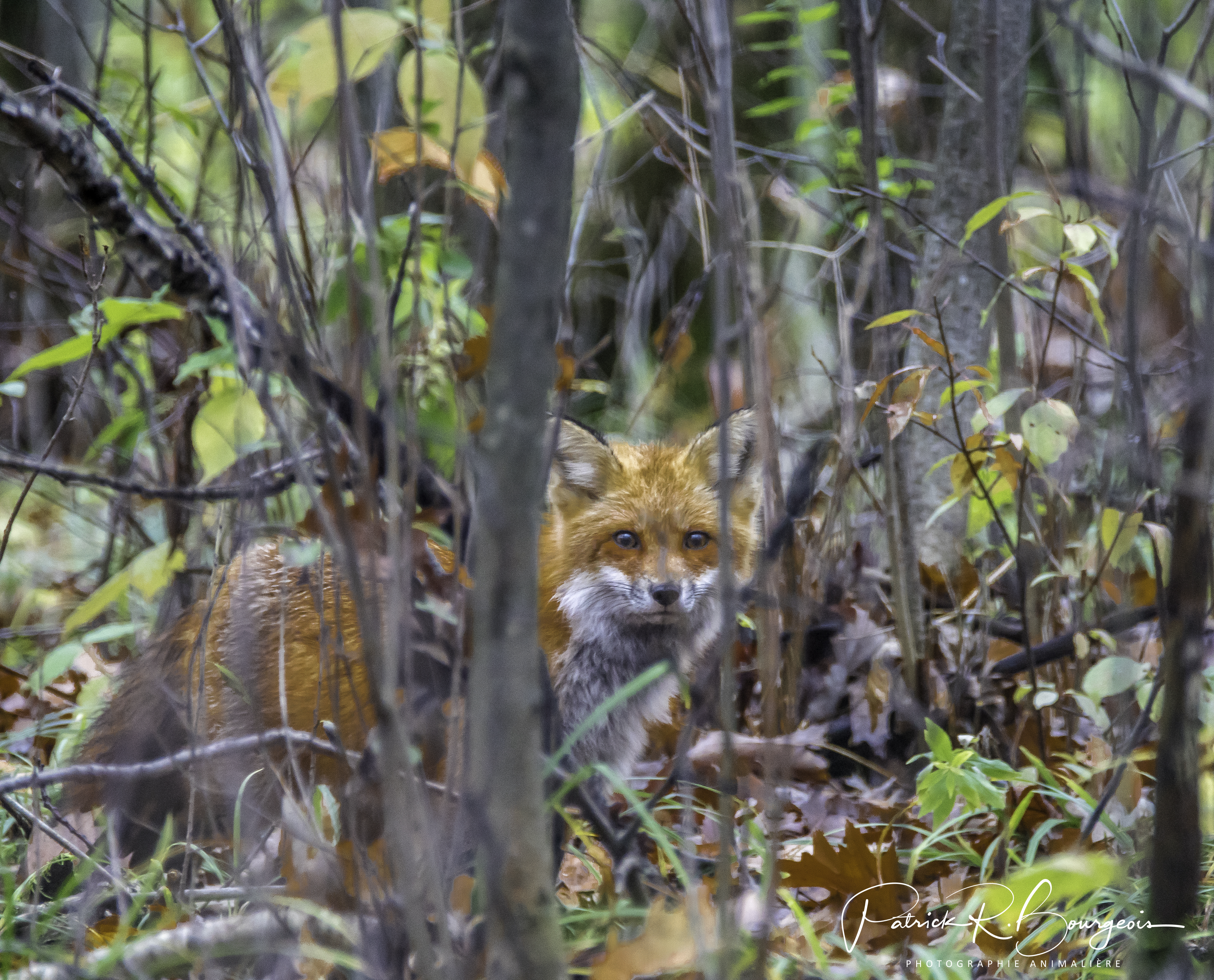 renard (1 sur 1)