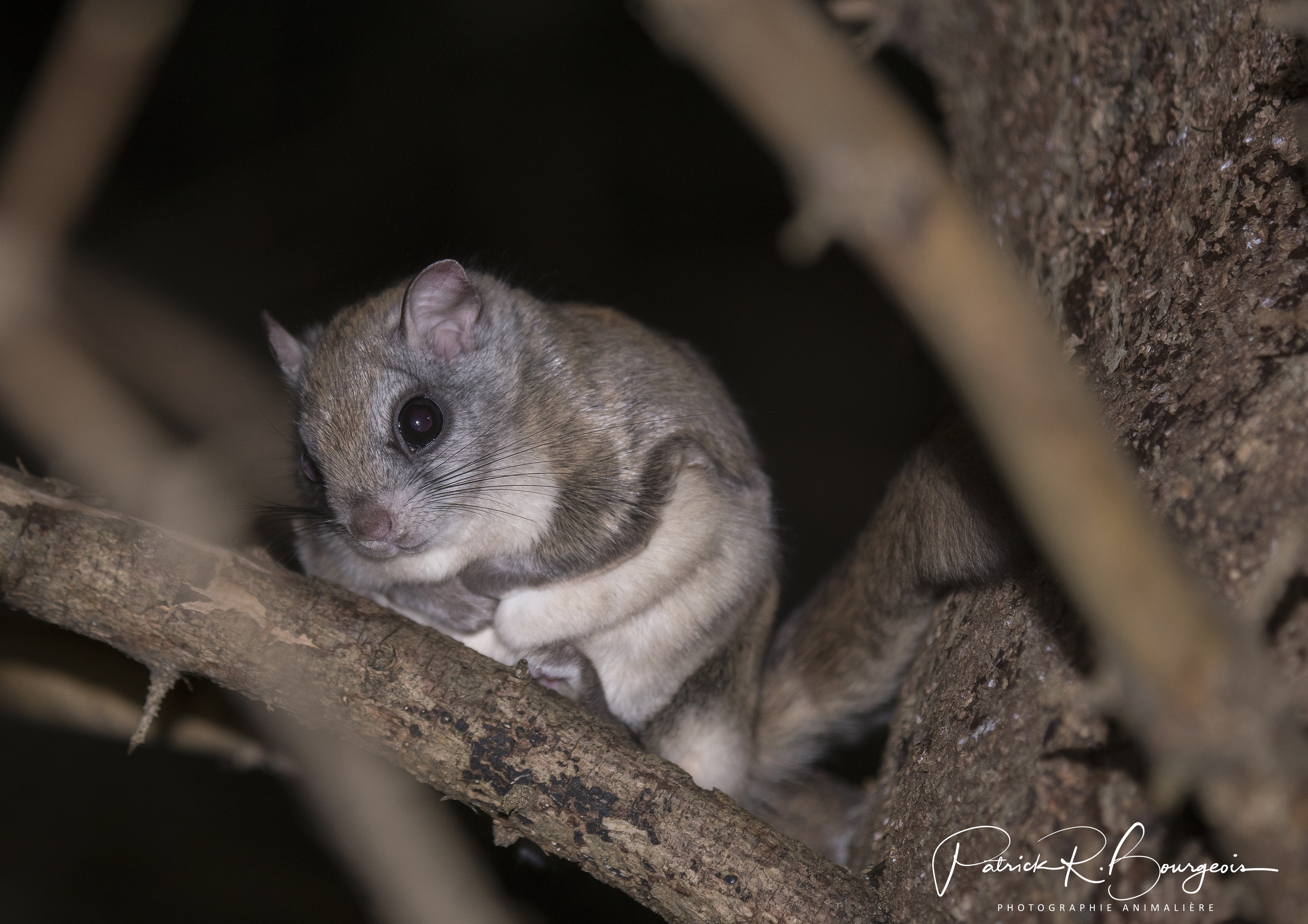 polatouche (1 sur 1)