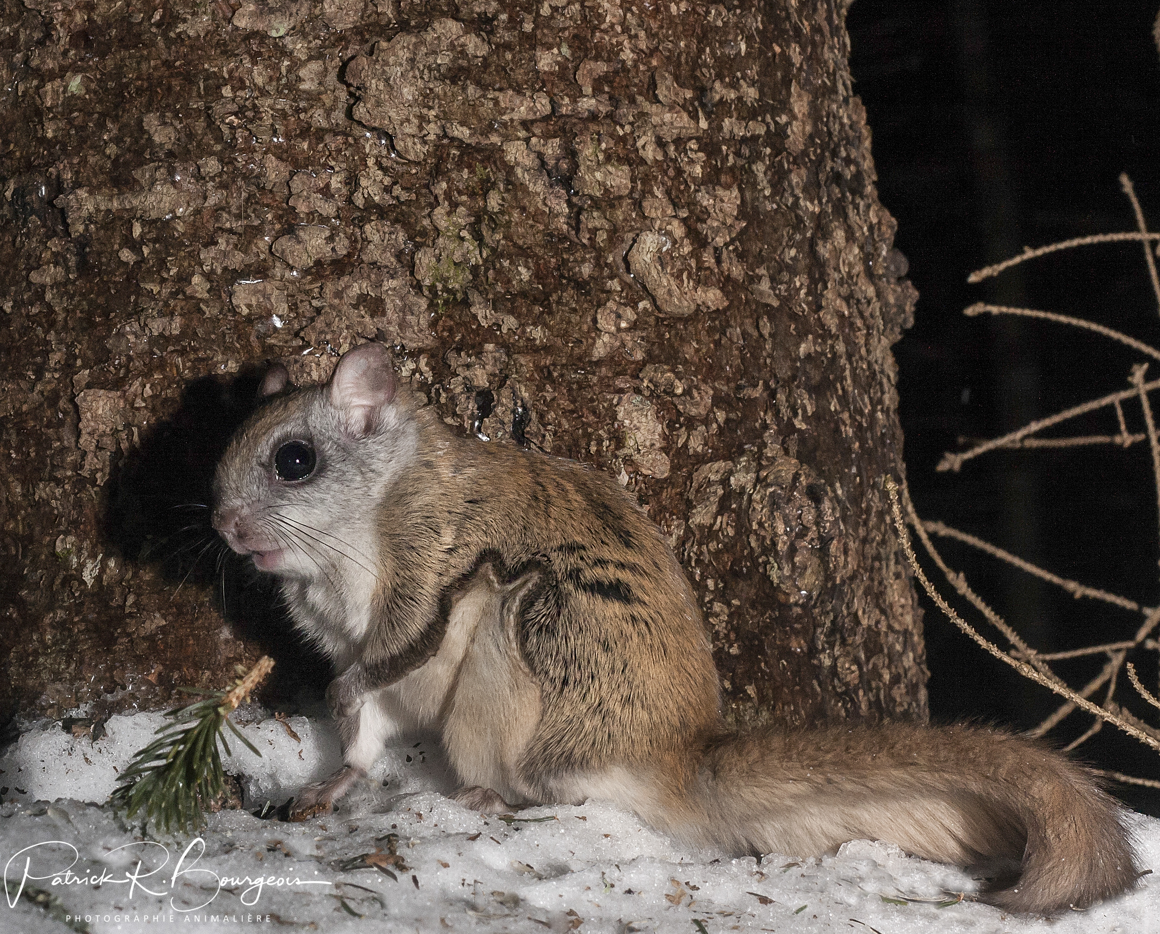 polatouche arbre (1 sur 1)