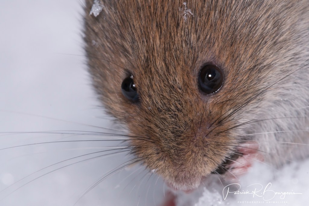 Campagnol en macro