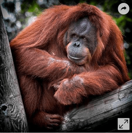 Photographier les orangs-outans avant qu&rsquo;ils ne&nbsp;disparaissent