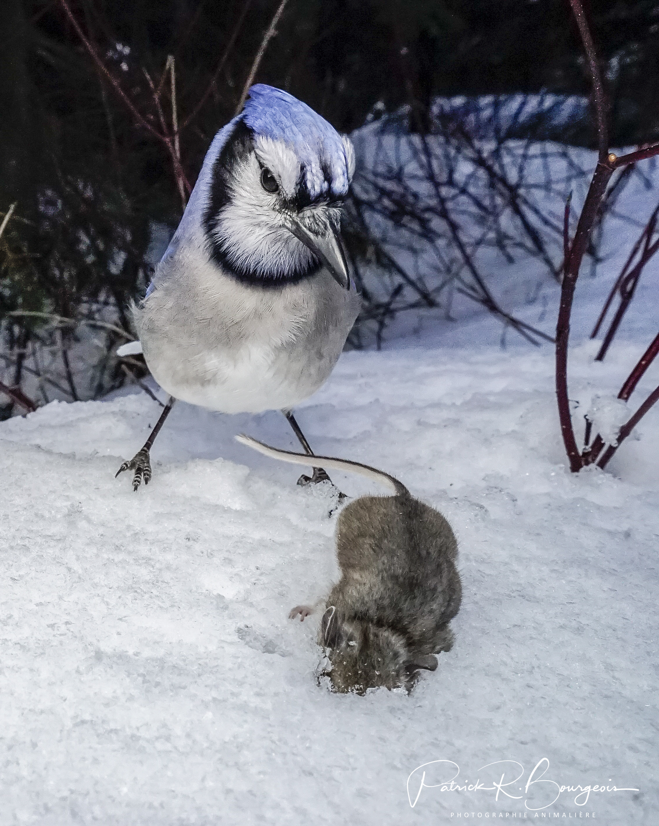 geai bleu souris (1 sur 1)
