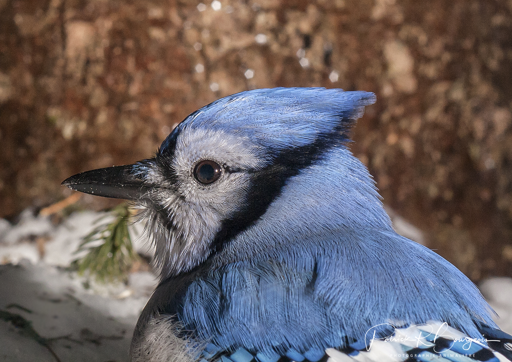 geai portrait (1 sur 1)