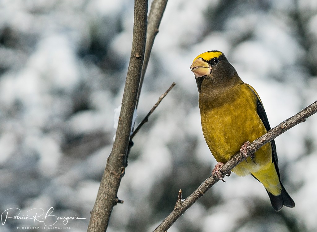 Le gros-bec errant:  que de&nbsp;souvenirs!