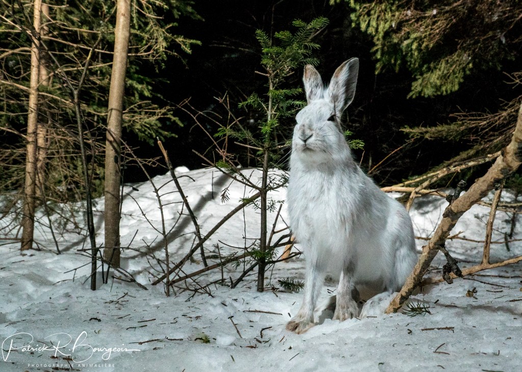 Des lièvres, la&nbsp;nuit