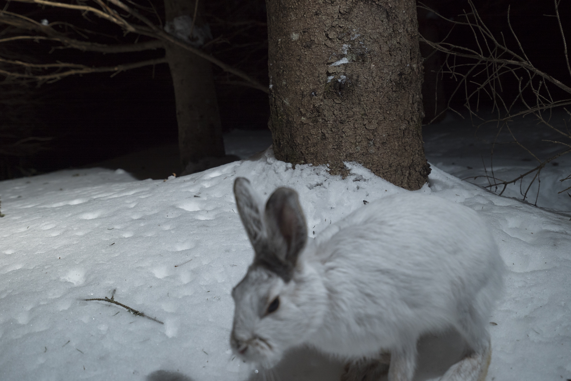 lievre rate (1 sur 1)