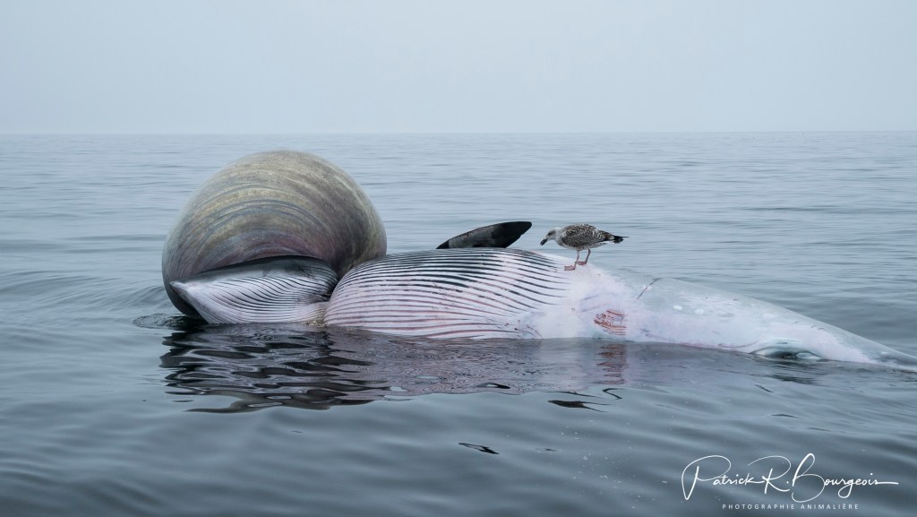Forte mortalité chez les petits&nbsp;rorquals