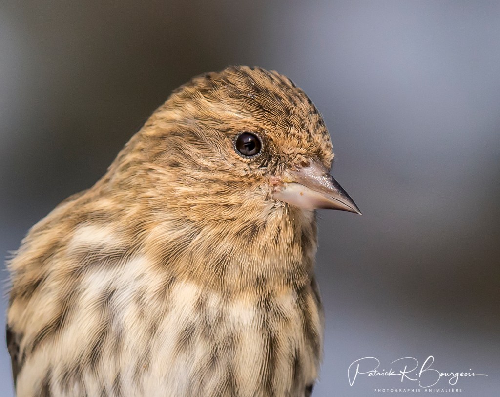 Quelques jours avec les tarins des&nbsp;pins