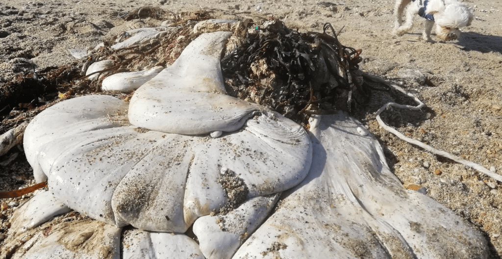 D&rsquo;étranges masses blanches retrouvées sur une&nbsp;plage