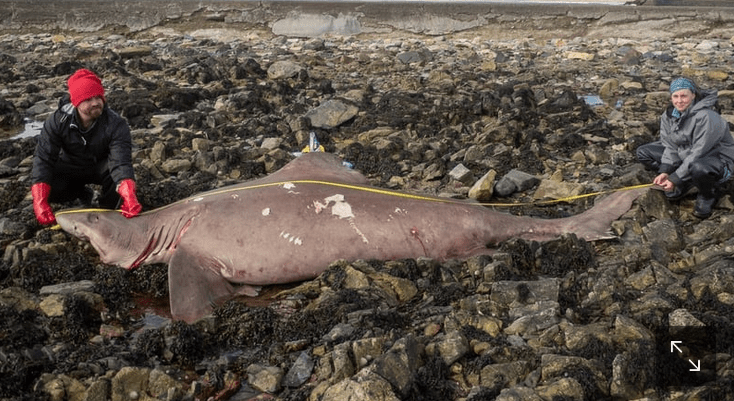 Un requin «féroce» repéré sur une plage&nbsp;d&rsquo;Irlande