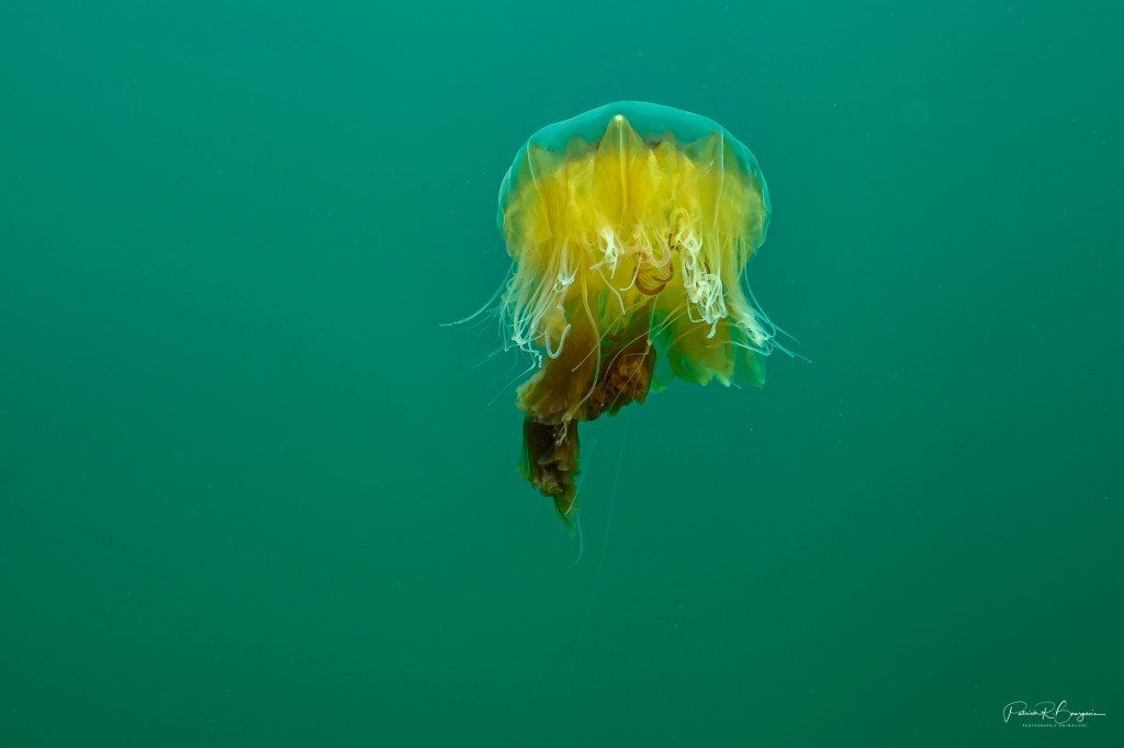 Crinière de lion (Cyanea&nbsp;capillata)