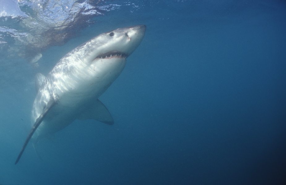 Carcharodon carcharias (Great white shark)