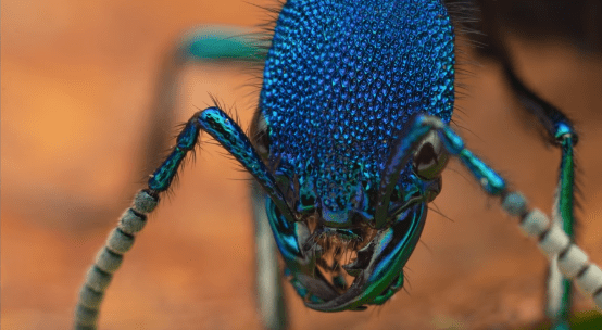 Thomas Shahan, maître de la&nbsp;macro