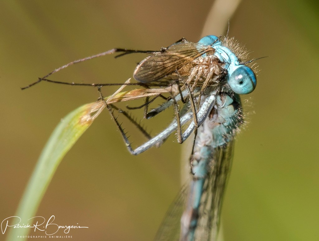 La macro est&nbsp;généreuse