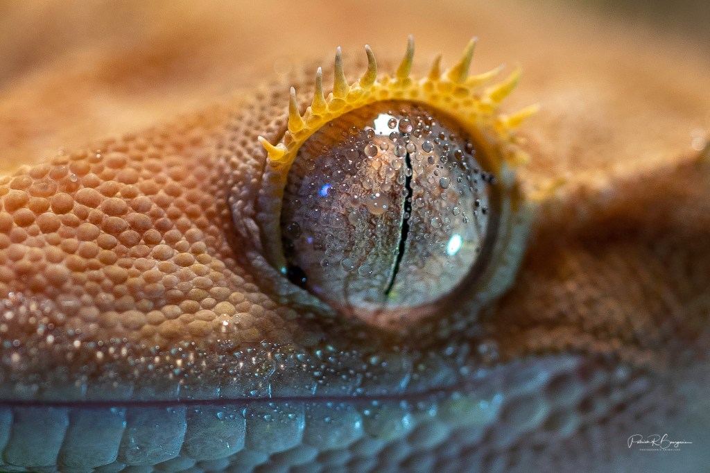 Boire, quand on est un&nbsp;gecko