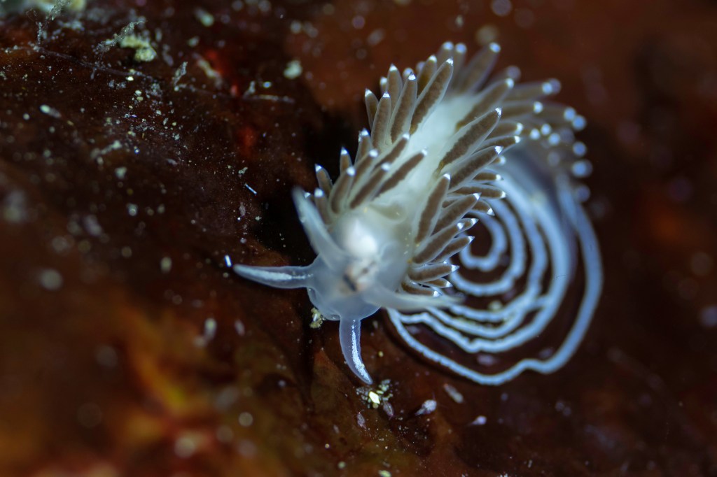 Quelle bête étrange!