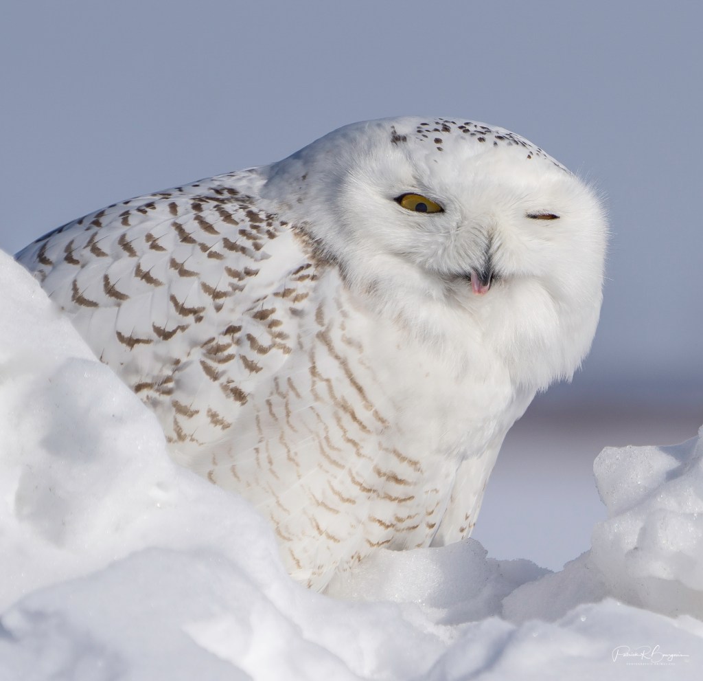 Encore des harfangs des&nbsp;neiges