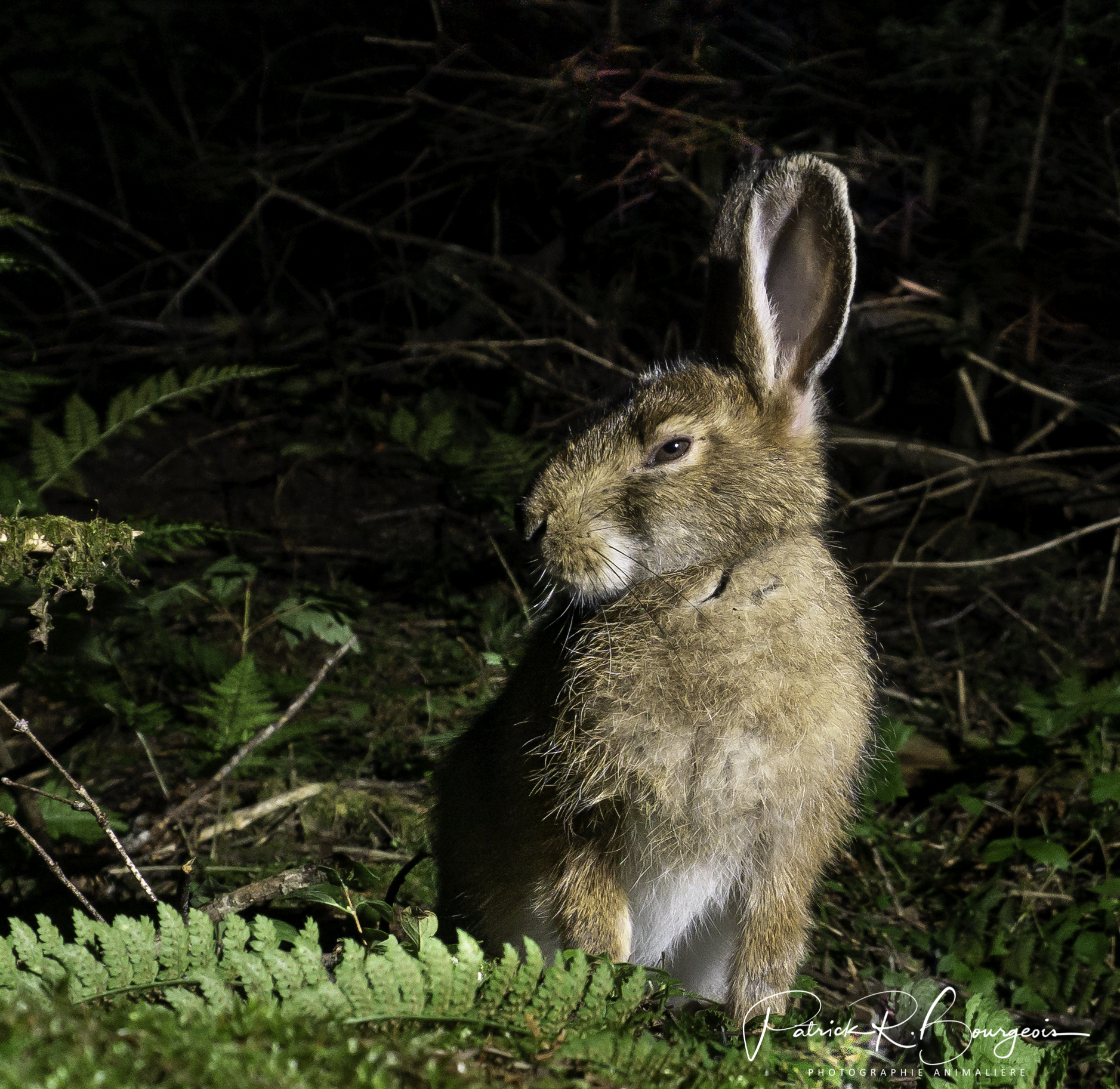 lièvre3
