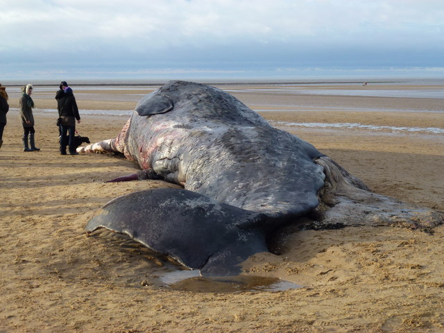 Dead whale on beach at Old Hunstanton - Christmas Day 2011