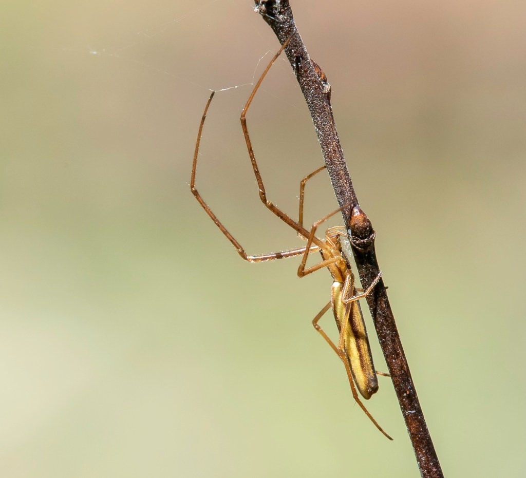 Leste contre araignée, qui&nbsp;gagne?