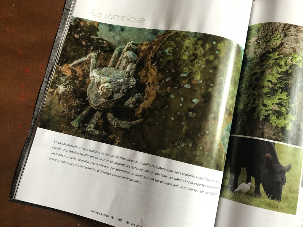 Mes photos dans un&nbsp;magazine!