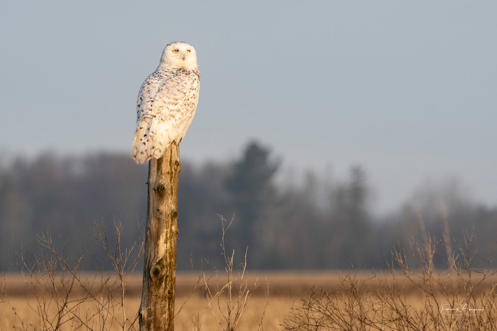 En attendant d&rsquo;être au&nbsp;Nord