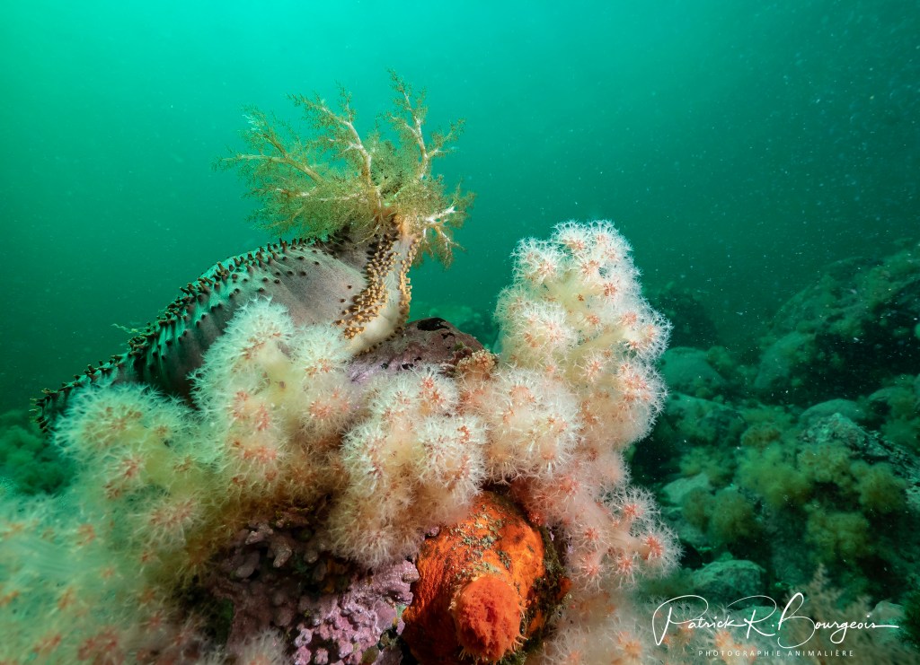 Cucumaria frondosa et caprella&nbsp;sp