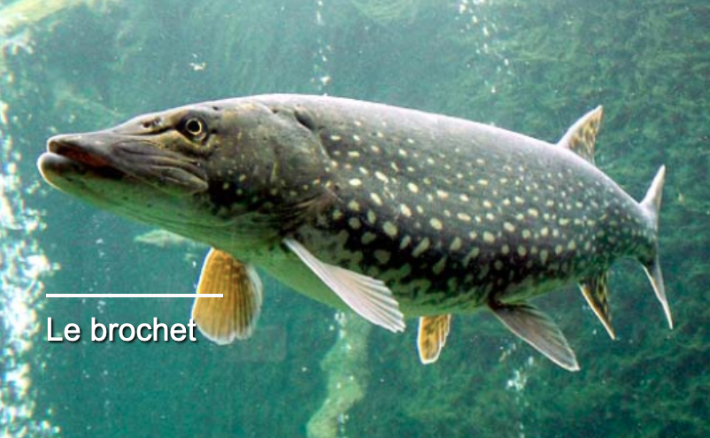 Le grand brochet mange même des&nbsp;oiseaux