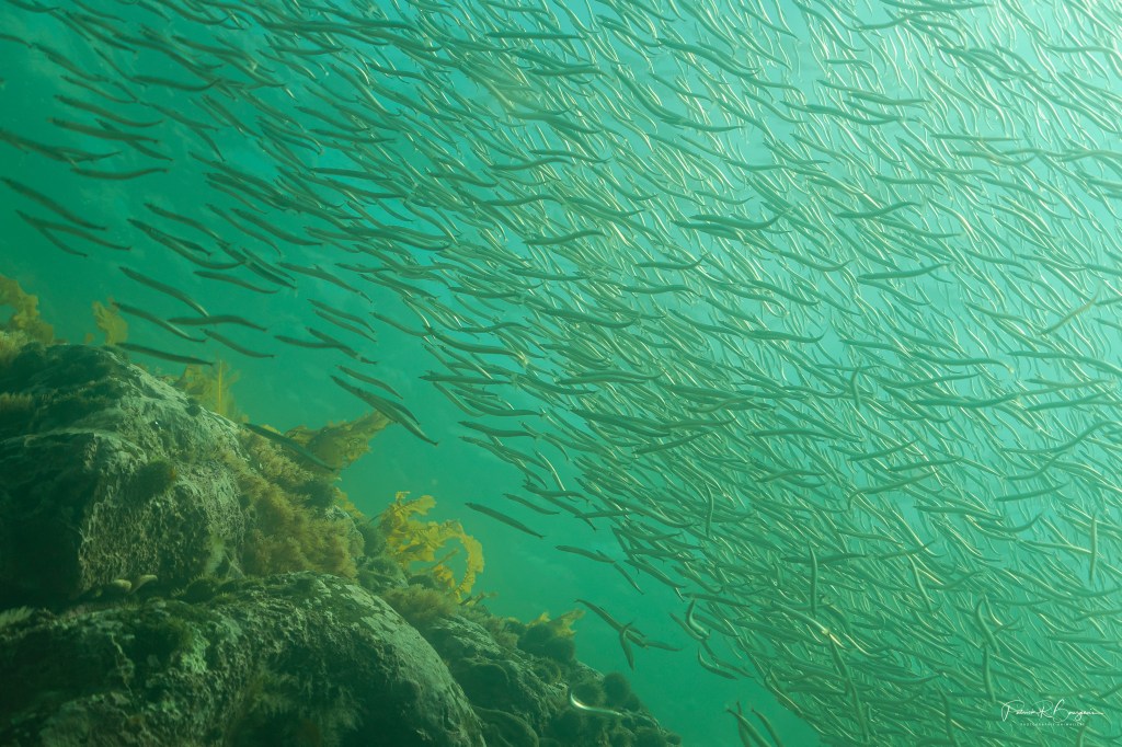 Dans le Saint-Laurent, tout est&nbsp;lié!