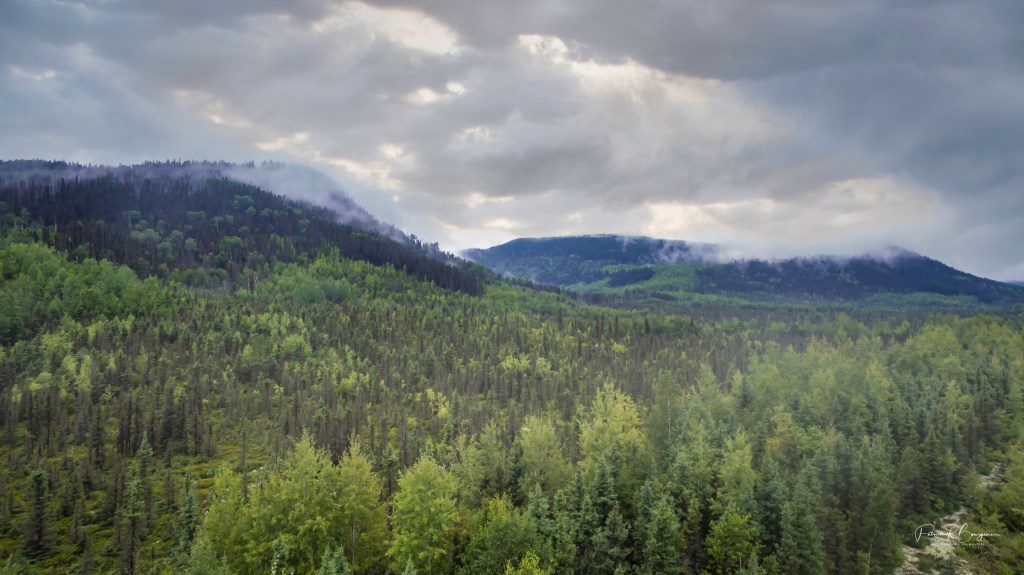 Feux de forêt: Parlons de l&rsquo;état de la forêt&nbsp;boréale