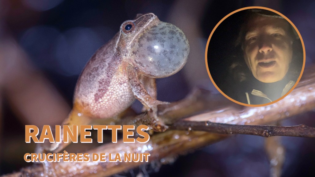 Chercher les crucifères en pleine&nbsp;nuit