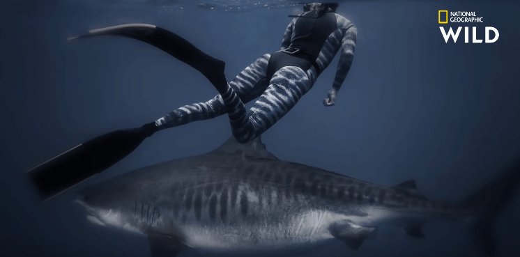 Le plus grand requin-tigre du&nbsp;monde?