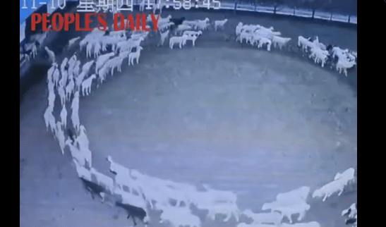 Le mystère des moutons qui tournent en rond&nbsp;résolu?