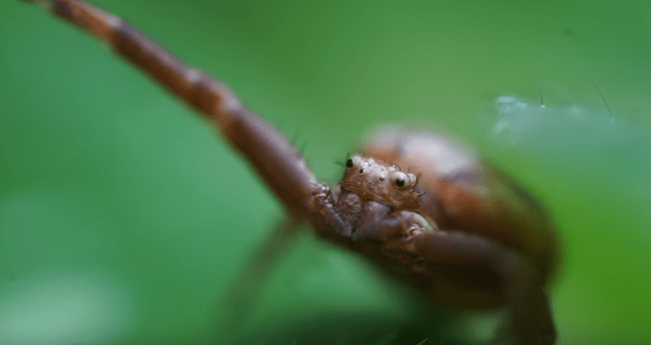 Les araignées de mon&nbsp;jardin