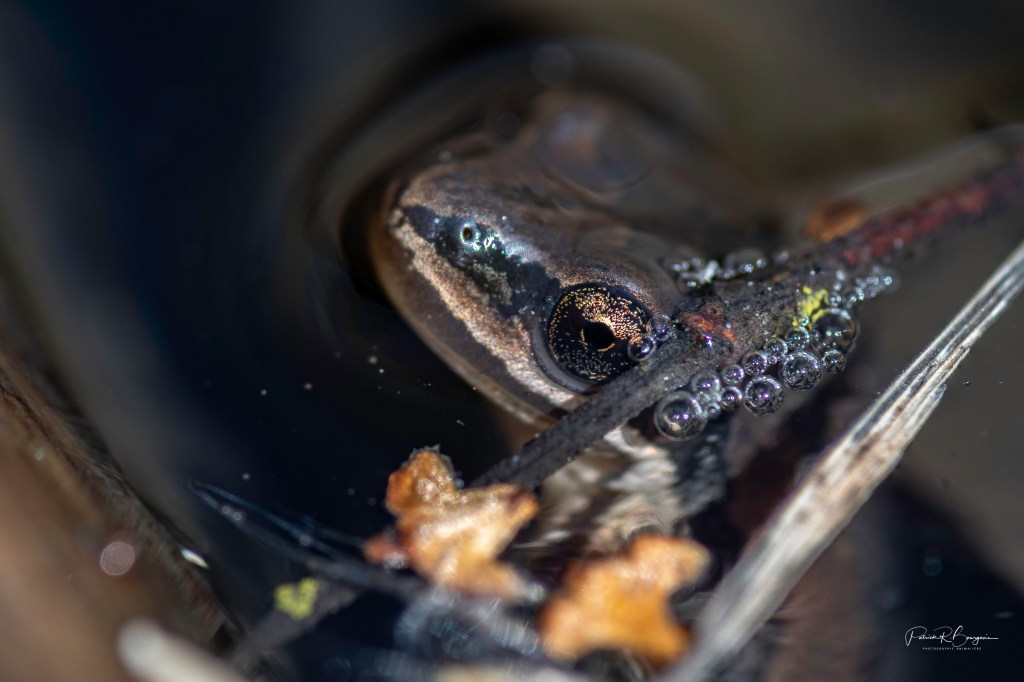 Pourquoi la rainette faux-grillon est-elle en train de&nbsp;disparaître?