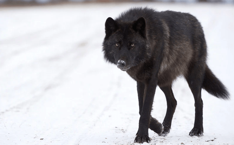 Pourquoi y a-t-il des loups&nbsp;noirs?