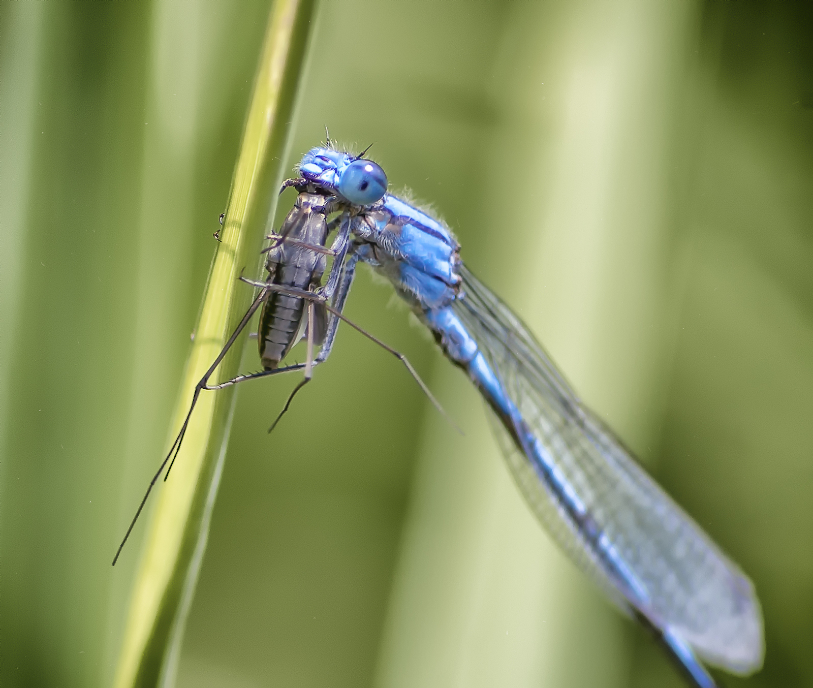 demoiselle (1 sur 1)