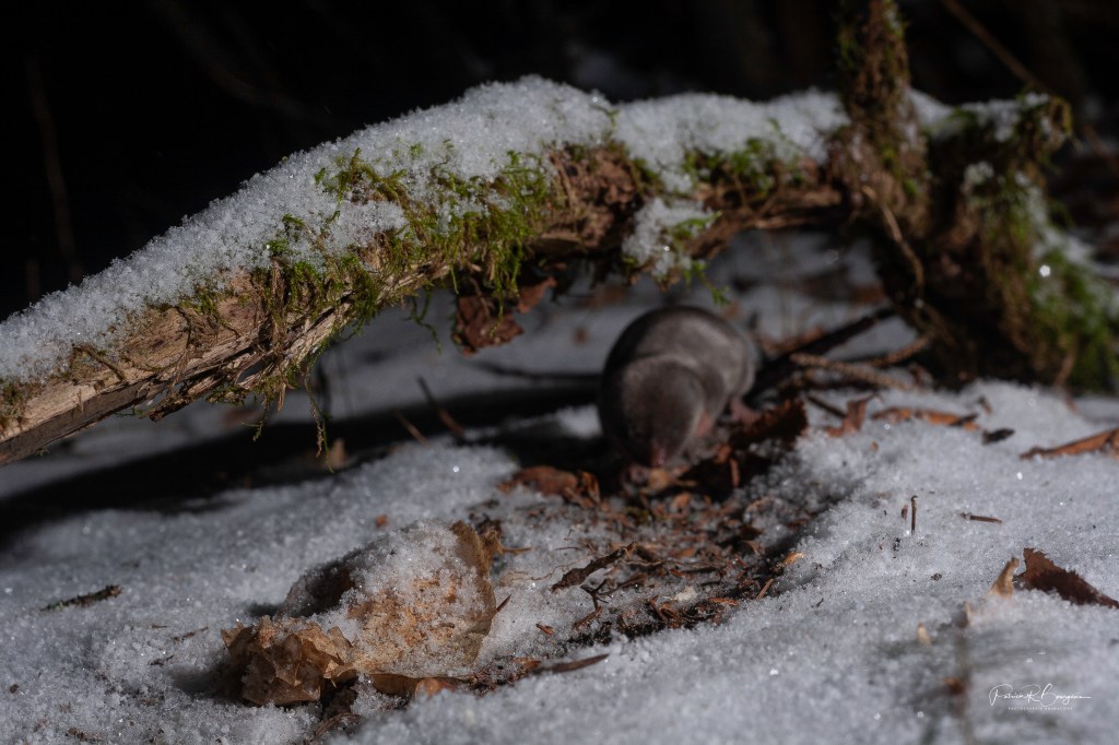 Chasse à la grande musaraigne…nouvel échec!