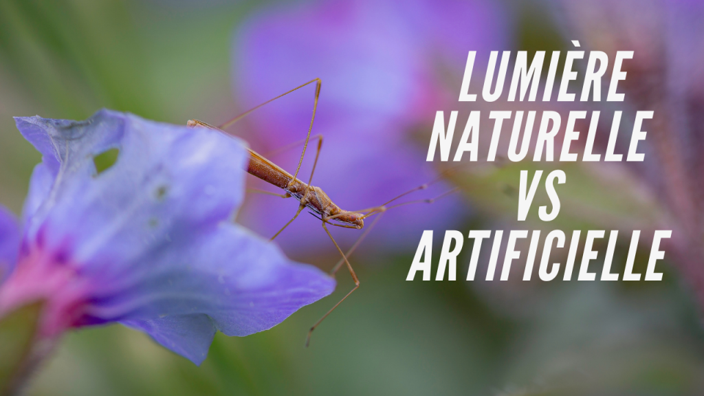 Comment poser les&nbsp;insectes