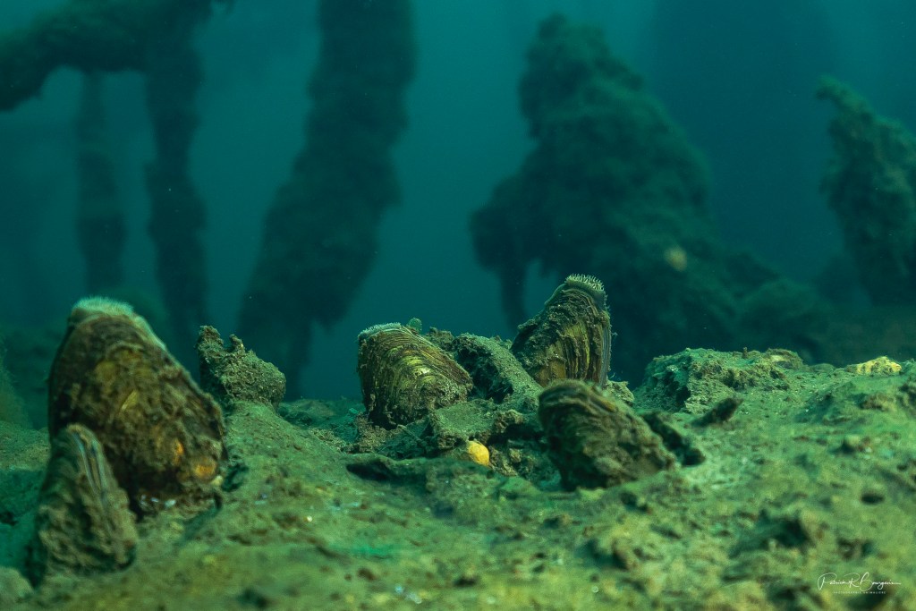 Des moules qui vivent dans les lacs et&nbsp;rivières