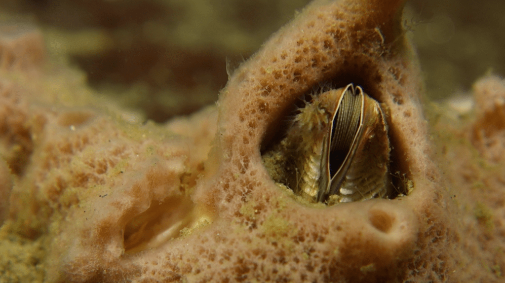Une belle balane en&nbsp;alimentation
