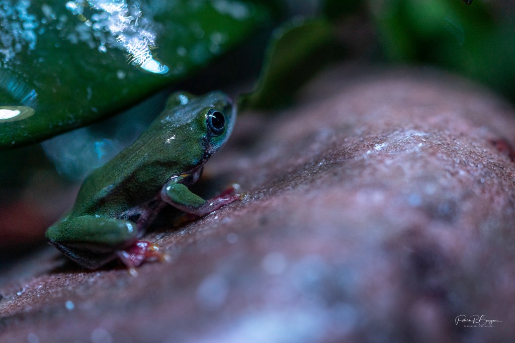 Température et humidité pour hyperolius&nbsp;concolor