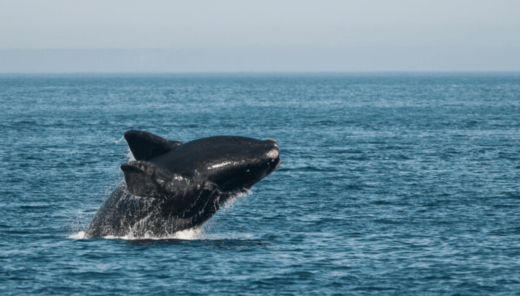 Lueur d&rsquo;espoir pour la baleine&nbsp;noire