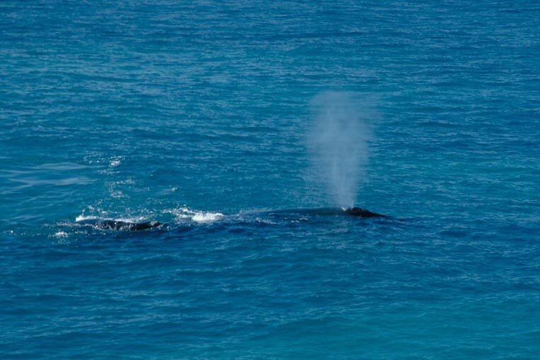 Neuf naissances de baleines noires cette année:&nbsp;suffisant?