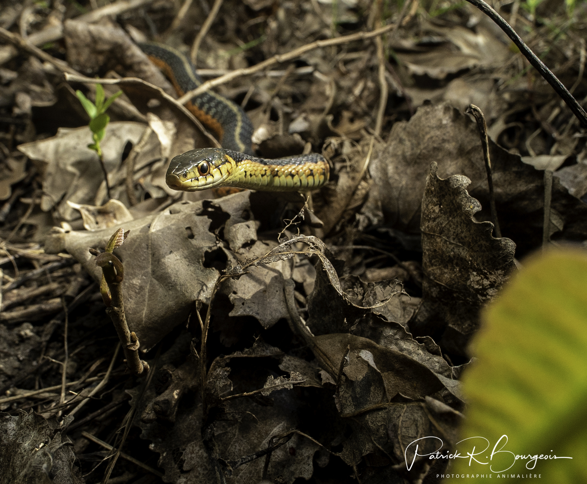 couleuvre11