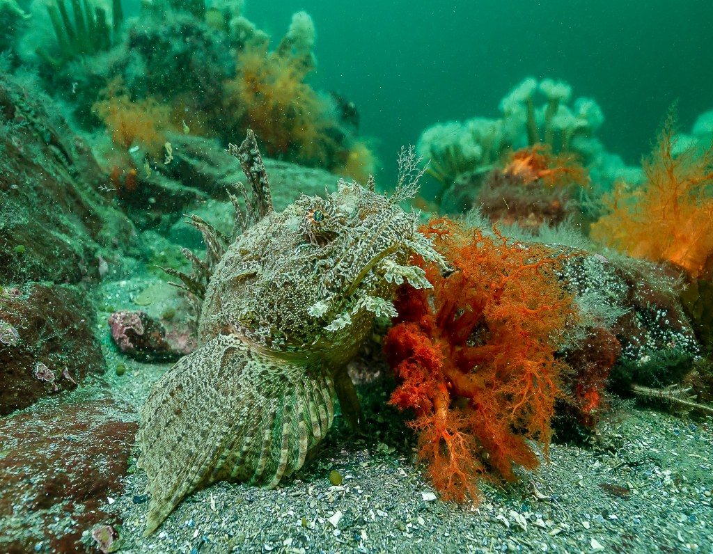 Où sont passés les&nbsp;hémitriptères?