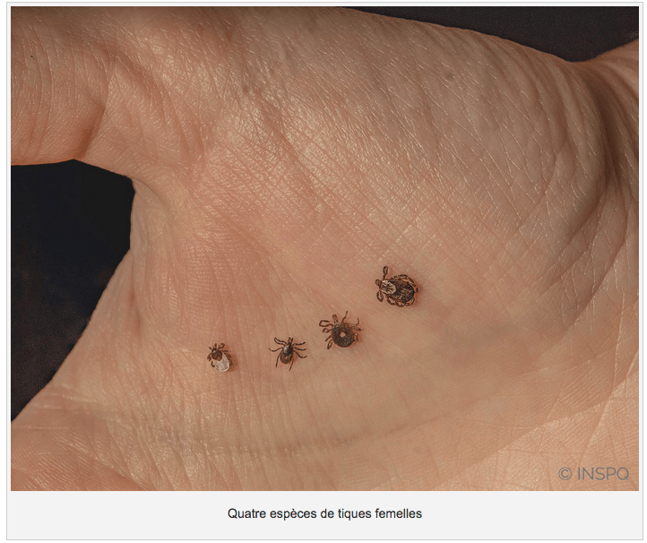 La tique à pattes noires: une&nbsp;calamité!